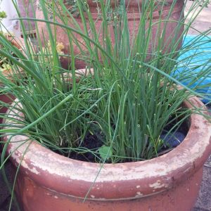 chives