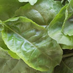 spinach
