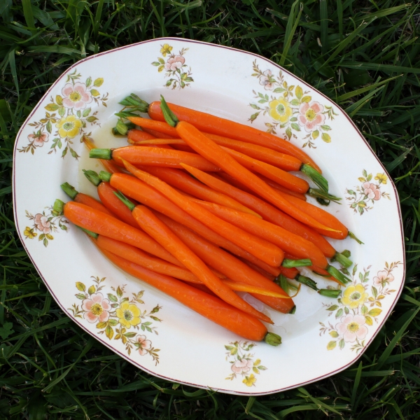 carrots2 resized square